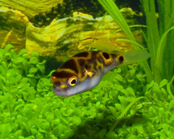 Dichotomyctere Ocellatus L