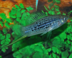 Xiphophorus Nezahualcoyotl L