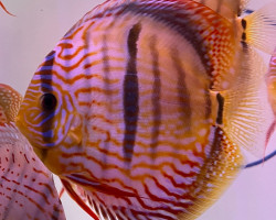 S. Discus Cross Heckel Blue S