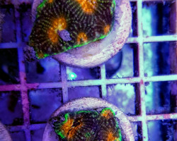 Acanthastrea Echinata (Premium) (Frag) M