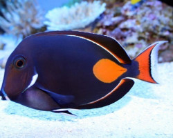 Acanthurus Achilles Xxxl