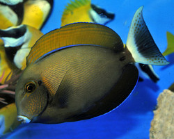 Acanthurus Bariene S