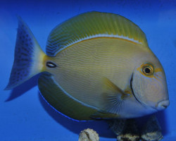 Acanthurus Dussumieri Ml