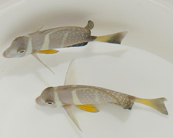 Acanthurus Guttatus S