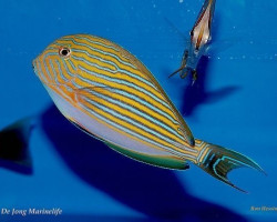 Acanthurus Lineatus L