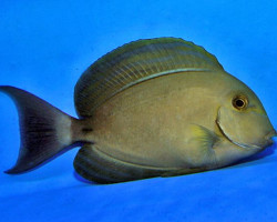Acanthurus Xanthopterus L