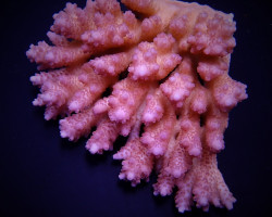 Acropora Anthocercis S