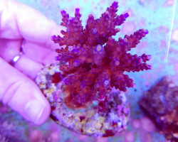 Acropora Cerealis Xs