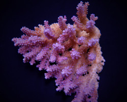 Acropora Clathrata L