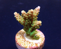 Acropora Divaricata (Frag) M