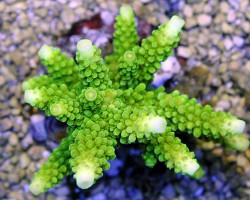 Acropora Formosa (Green) Xs