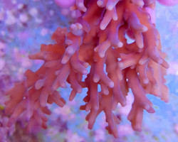 Acropora Granulosa Xs