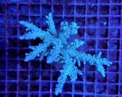 Acropora Horrida Ml