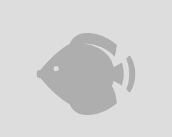 Acropora Humilis (Green) M