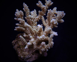 Acropora Kimbeensis M