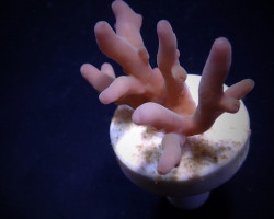 Acropora Lokani Xs