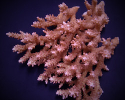 Acropora Microclados L
