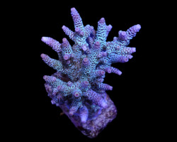 Acropora Millepora (Blue) Ml