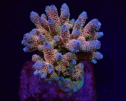 Acropora Millepora (Rainbow) Xs