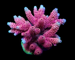 Acropora Millepora (Red-Pink) L