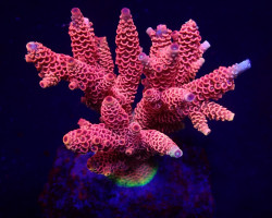 Acropora Millepora (Red-Pink) M