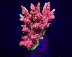 Acropora Millepora (Red-Pink) S