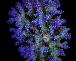 Acropora Nana Xs