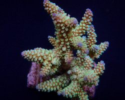 Acropora Nasuta L