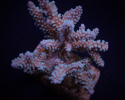 Acropora Nasuta S