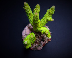 Acropora Papillare Xs