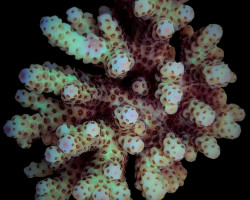 Acropora Sarmentosa L