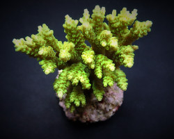 Acropora Selago L