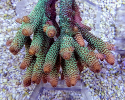 Acropora Spathulata Xs