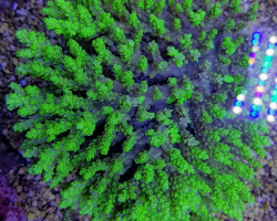 Acropora Spp. (Coral Sea) Xs