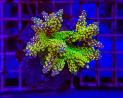 Acropora Spp. (Maricultured) (Ultra) L