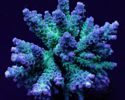 Acropora Tenuis (Grade A) Xs