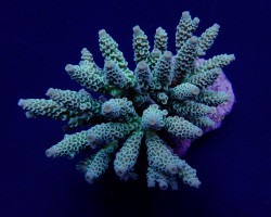 Acropora Tenuis (Greenish) L