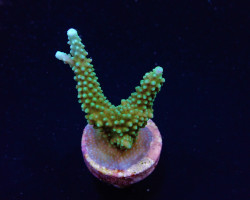 Acropora Yongei (Frag) M