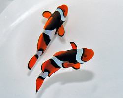 Amphiprion Percula (Black) Ml