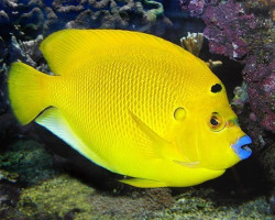 Apolemichthys Trimaculatus S