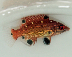 Bodianus Diana M
