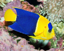Centropyge Bicolor (Vanuatu / Fiji) M