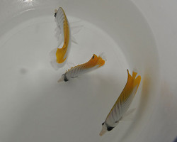 Chaetodon Auriga L