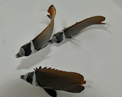 Chaetodon Collare L