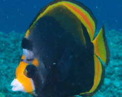 Chaetodon Flavirostris Ml