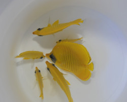 Chaetodon Semilarvatus S