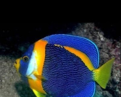 Chaetodontoplus Duboulayi Xl (Maschio)