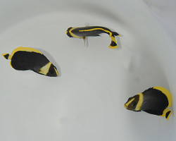 Chaetodontoplus Melanosoma Ml