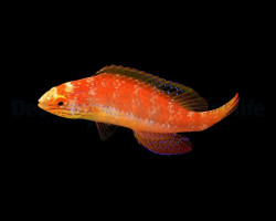 Cirrhilabrus Katoi (Female) M