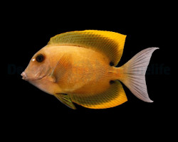 Ctenochaetus Tominiensis S